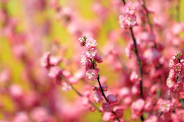 Prunus Mume, Kuzey Çin 'in çiçek ekolojisinin makro fotoğrafı.