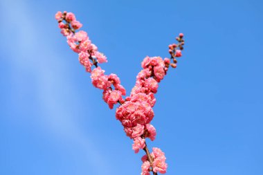 Prunus Mume, Kuzey Çin 'in çiçek ekolojisinin makro fotoğrafı.