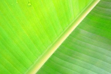 Güzel muz yaprakları arka plan olarak kullanılabilir