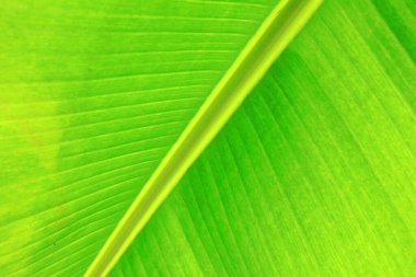 Güzel muz yaprakları arka plan olarak kullanılabilir