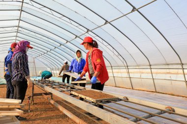 LUANNAN COUNTY, Hebei Eyaleti, Çin - 8 Nisan 2020: Çiftçiler pirinç filizlendirme üssünde mekanize fideleri taşıyorlar.