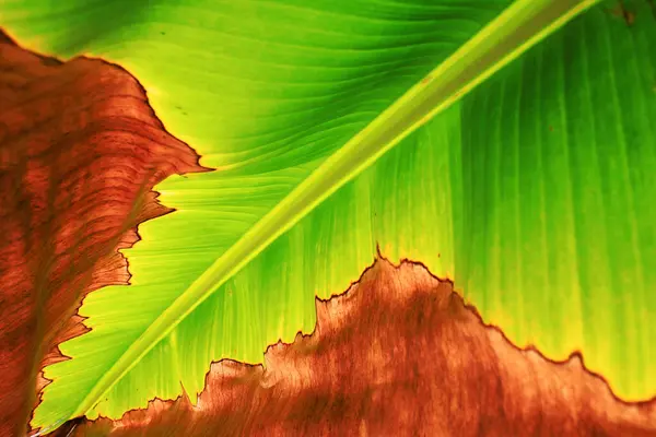 Beautiful Banana Leaves Can Used Background Stock Image