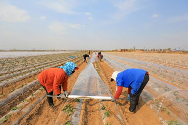 LUANNAN COUNTY, Hebei Eyaleti, Çin - 10 Nisan 2020: Kadın çiftçiler sıcaklığı ve nemi arttırmak ve ürünlerin güçlü büyümesini sağlamak için patates tohumlarını çift katmanlı plastik filmle kaplıyorlar.