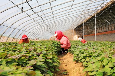 LUANNAN COUNTY, Hebei Eyaleti, Çin - 10 Nisan 2020: Kadın çiftçiler serada tatlı patates fideleri topluyorlar.
