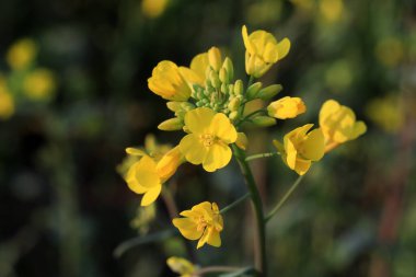 Parkta çiçek açan tecavüz çiçekleri, Kuzey Çin