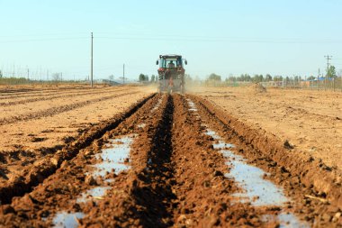 Çiftçiler, çiftlikte plastik yer fıstığı yetiştirmek için tohum ekerler..