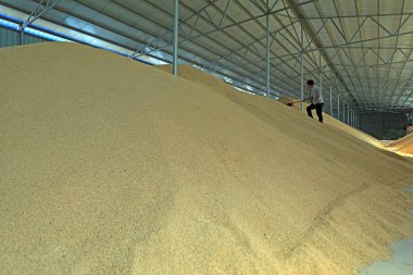 LUANNAN COUNTY, Hebei Eyaleti, Çin - 24 Nisan 2020: Genç bir işçi ahırda pirinç temizliyor.