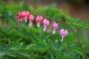 Parkta çiçek açan şakayıklar, Kuzey Çin