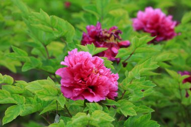 Güzel şakayık botanik bahçesinde, Kuzey Çin
