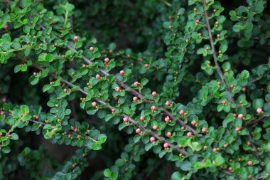 Botanik bahçesinde güzel çiçekler, Kuzey Çin