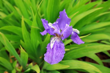 Kuzey Çin, Botanik Bahçesinde İris çiçekleri