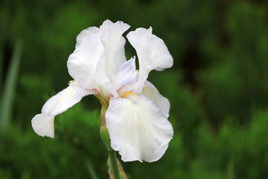 Kuzey Çin, Botanik Bahçesinde İris çiçekleri