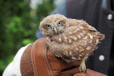 Yavru bir baykuş bir kuş kurtarıcısının elinde.