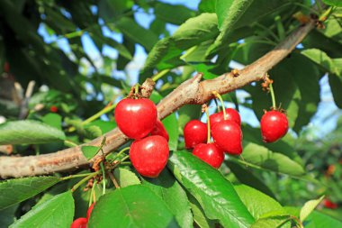 Olgun kirazlar dallarda asılı, Kuzey Çin