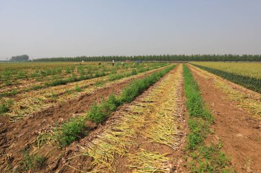 Sahadaki sarımsak güneşe maruz kalıyor. Güneşe maruz kaldıktan sonra, sarımsak meyvesini toplamak işe yarar, ki bu da popülerleşmeye değer.
