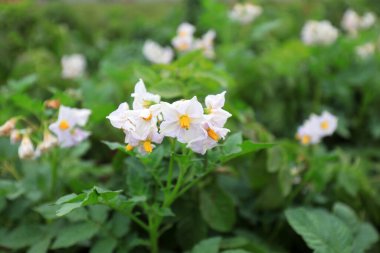 Kuzey Çin 'deki tarlalarda patates çiçekleri.