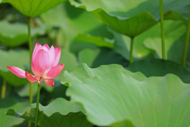 Göletteki güzel nilüfer