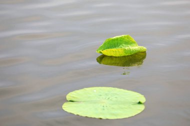 Lotus yaprakları gölette yüzer.