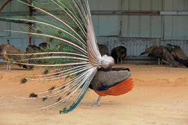 Tavuskuşu kuyruğu tüyleri, aynı güzel şekil.