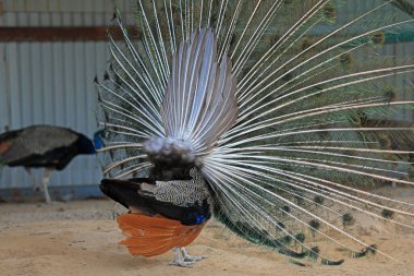 Tavuskuşu kuyruğu tüyleri, aynı güzel şekil.