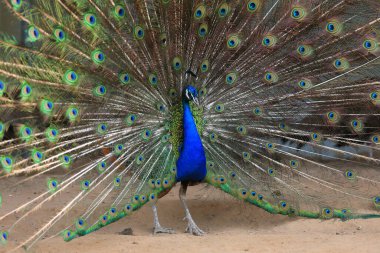 Tavus kuşları Kuzey Çin 'deki çiftlikte çok güzel tüyler sergiler.