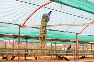 Tavus kuşları Kuzey Çin 'deki çiftlikte çok güzel tüyler sergiler.