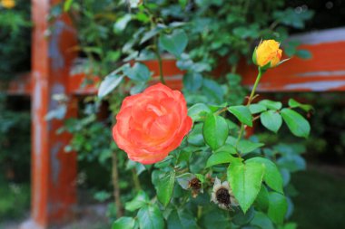 Çiçek açan güller bahçede.