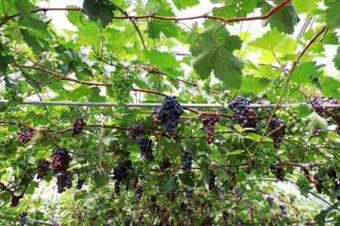 Meyve dolu üzüm bağları, Kuzey Çin