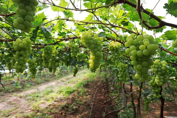 Fruit laden vineyards, North China