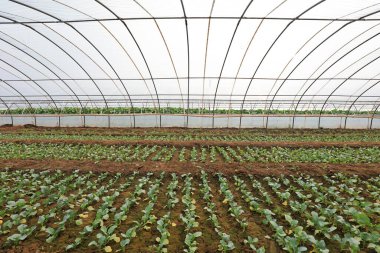 LUANNAN COUNTY, Hebei Eyaleti, Çin - 3 Ağustos 2020: Çiftçi seradaki sebze fidelerini düzenliyor