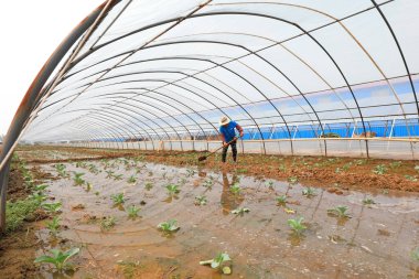 LUANNAN COUNTY, Hebei Eyaleti, Çin - 3 Ağustos 2020: Çiftçiler seralarda sebze fidelerini sularlar