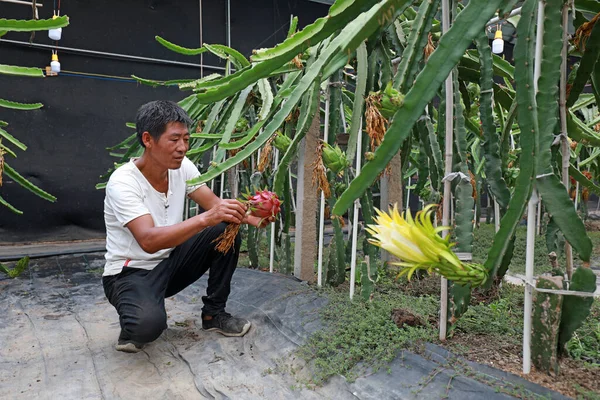 stock image LUANNAN COUNTY, Hebei Province, China - August 3, 2020: Farmers in the management of Pitaya in the greenhouse