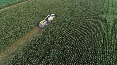 Hasat makinesi, Kuzey Çin 'deki tarlada mısır topluyor.