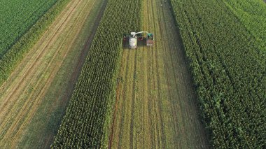 Hasat makinesi, Kuzey Çin 'deki tarlada mısır topluyor.