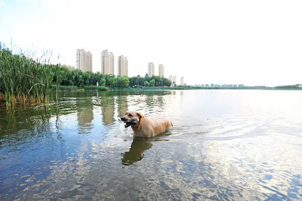 A pet dog bites a plastic bottle and swims in the water, North China