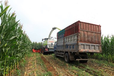 LUANNAN COUNTY, Hebei Eyaleti, Çin - 6 Ağustos 2020: hasat tarladaki mısırları hasat ediyor