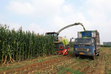 LUANNAN COUNTY, Hebei Eyaleti, Çin - 6 Ağustos 2020: hasat tarladaki mısırları hasat ediyor