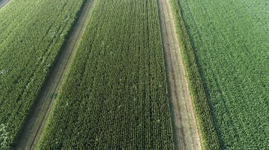 Kuzey Çin Ovası 'ndaki bir çiftlikte yemyeşil mısır bitkileri.
