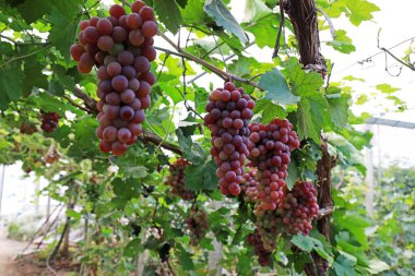 Kuzey Çin 'deki tarlalarda olgunlaşmış üzümler.