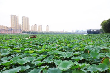 Yeşil santraller ve uzak yüksek binalar, Kuzey Çin