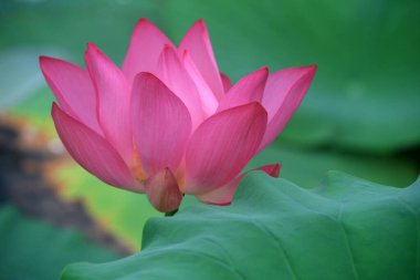 Gölette güzel lotus, Kuzey Çin