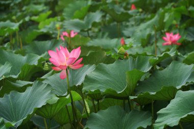 Gölette güzel lotus, Kuzey Çin