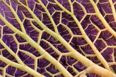 Su bitkisi - Euryale yaprakları Kuzey Çin 'de, gölette