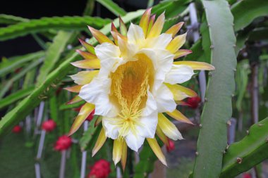 Kuzey Çin 'de, serada olgun pitaya.