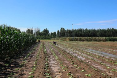 LUANNAN COUNTY, Hebei Eyaleti, Çin - 27 Ağustos 2020: Çiftçiler tarlalarda lahana fideleri naklediyorlar