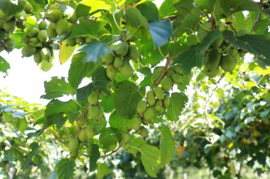 Parktaki şubelerde aktinidia arguta, Kuzey Çin