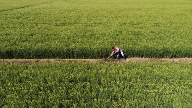 Çiftçiler Kuzey Çin 'deki çeltik tarlalarında çalışıyor.