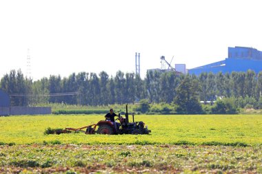 LUANNAN COUNTY, Hebei Eyaleti, Çin - 9 Eylül 2020: Çiftçiler tarlalarda fıstık toplamak için makineler kullanıyorlar