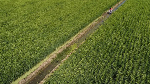 stock image Farmers work in paddy fields, North China