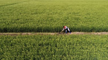 Çiftçiler Kuzey Çin 'deki çeltik tarlalarında çalışıyor.
